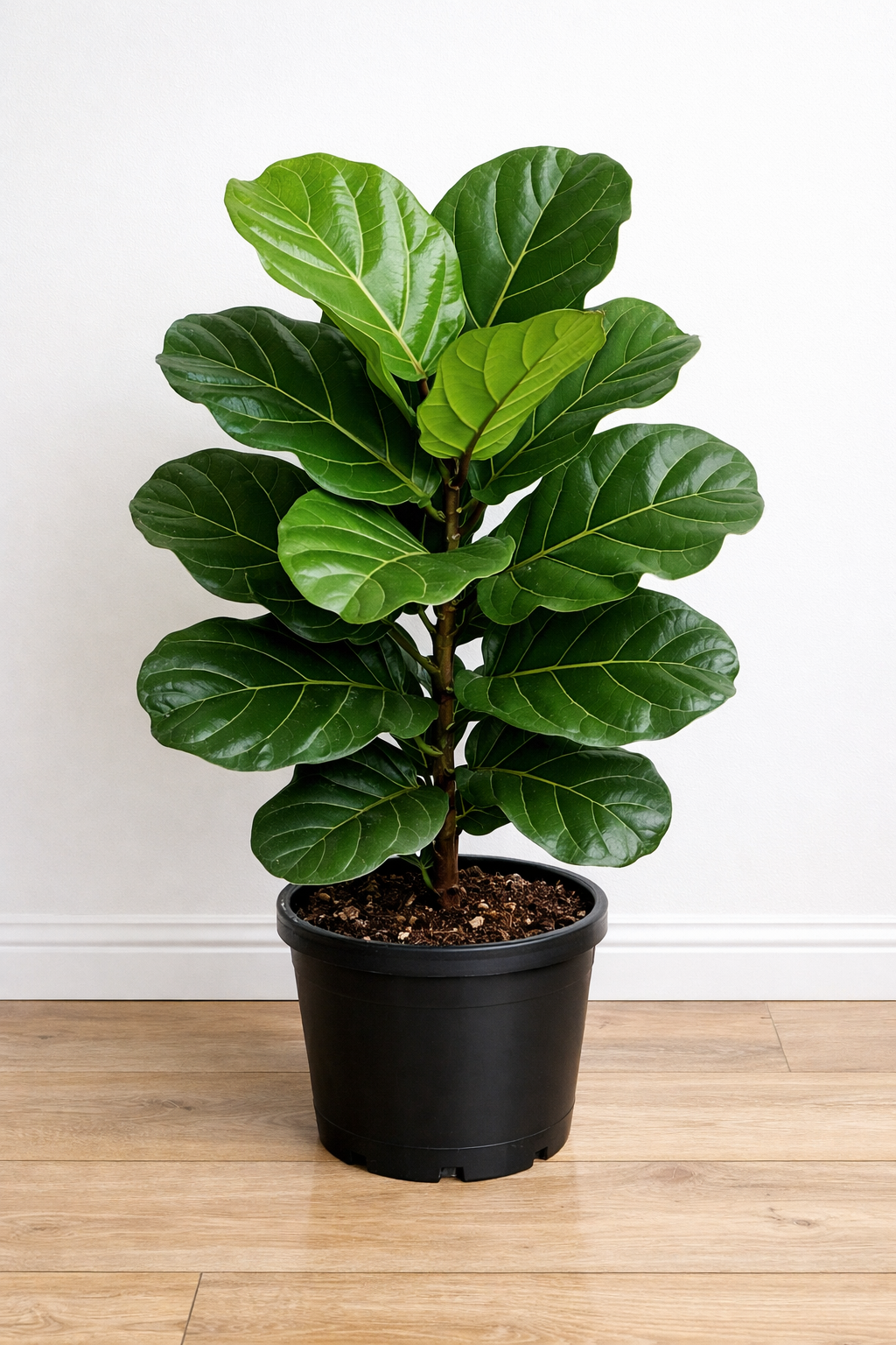 Ficus lyrata 10"
