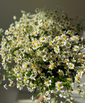 Bouquet de camomille fraîche