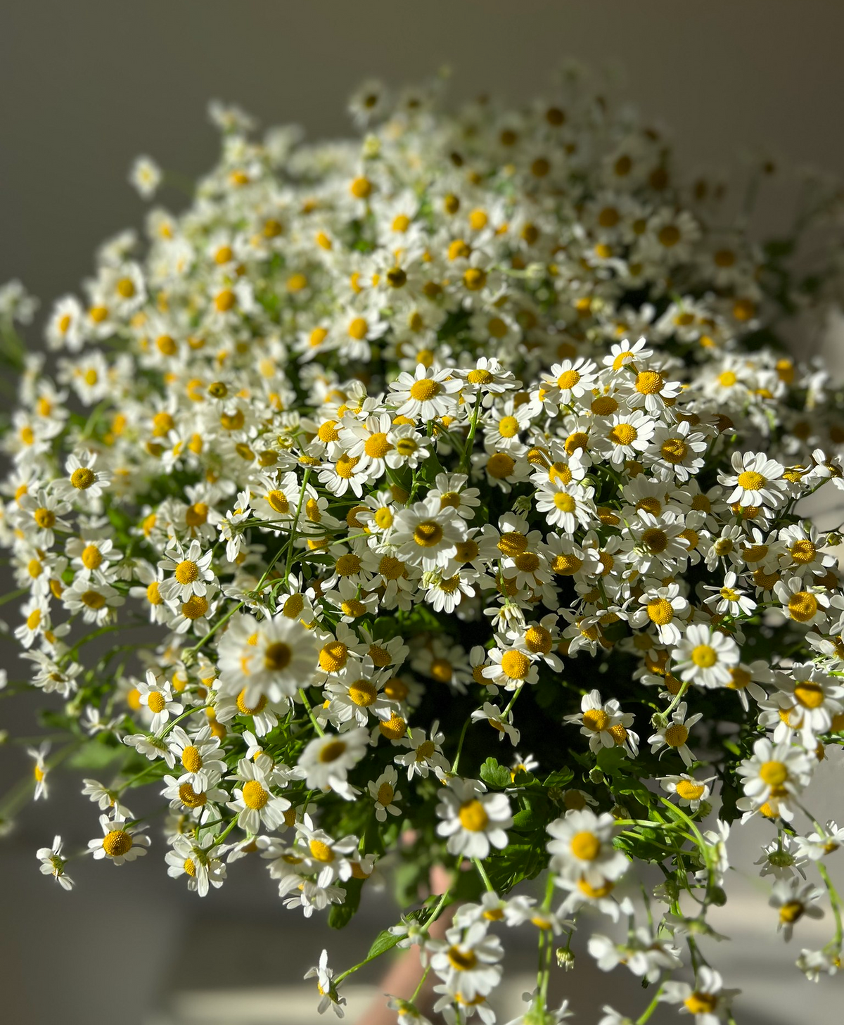 Bouquet de camomille fraîche
