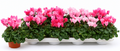 Cyclamen rose – Pot Ø 10 cm