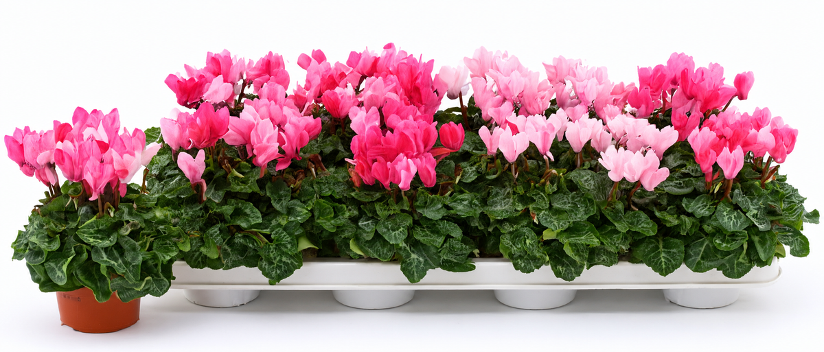 Cyclamen rose – Pot Ø 10 cm