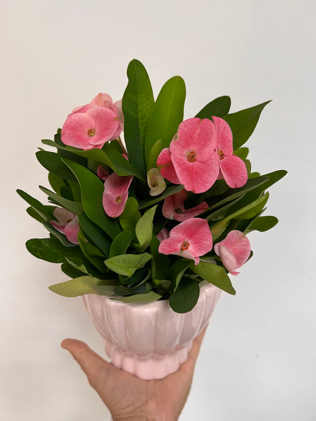 Euphorbe Milii Charlotte rose