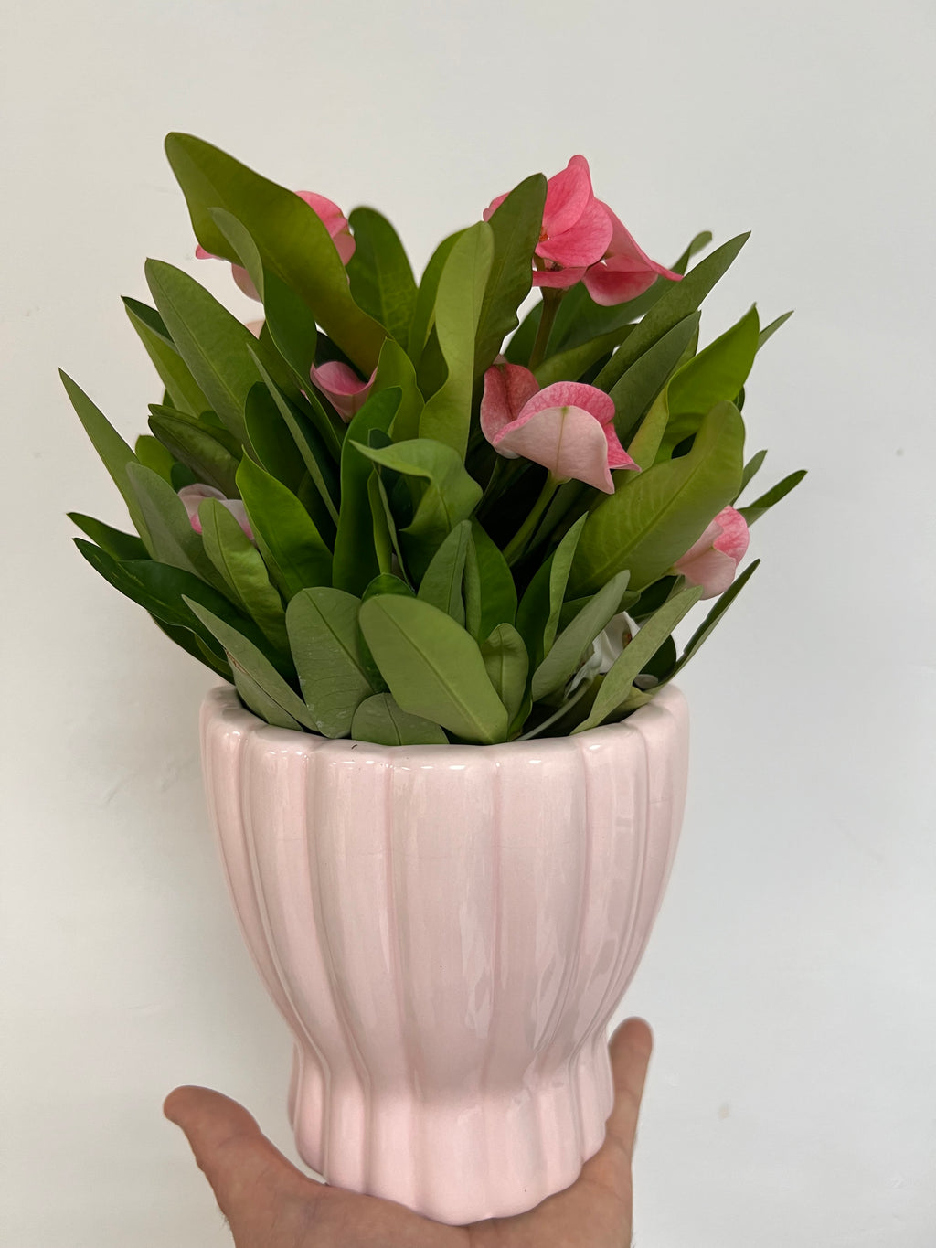Euphorbe Milii Charlotte rose