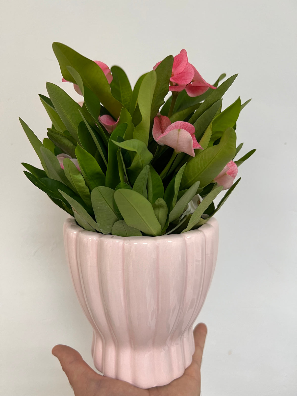 Euphorbe Milii Charlotte rose