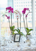 Orchidée Phalaenopsis