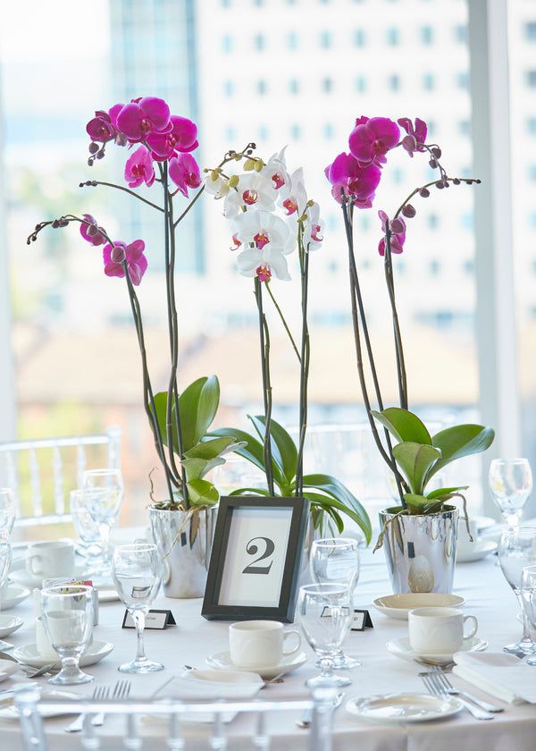 Orchidée Phalaenopsis